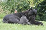 CANE CORSO 1290